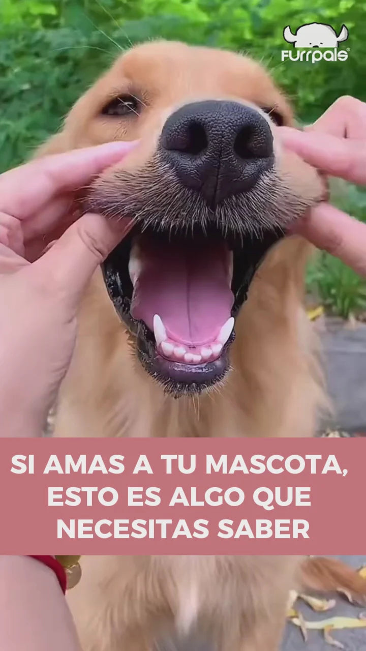 BUCALFRESH - Vuelve a abrazar a tu perro sin ese mal olor incómodo